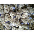 Factory Wholesale Fresh Garlic Price